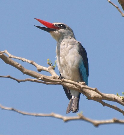 Woodland Kingfisher Kotu Gambia